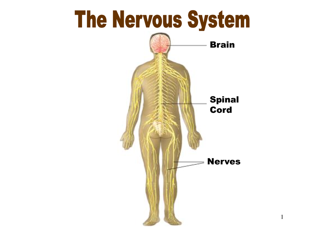 Nervous System - the Human Body SystemsBy: Jillian Nelson