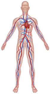 Circulatory System - the Human Body SystemsBy: Jillian Nelson